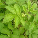 仙鹤草的功效,天然草药的神奇疗效与广泛应用”